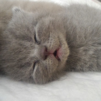 British Shorthair, Kedi  Yumak fotoğrafı