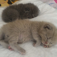 British Shorthair, Kedi  Yumak fotoğrafı