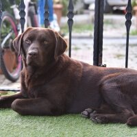 Labrador Retriever, Köpek  Çaklıt (çikolata) fotoğrafı