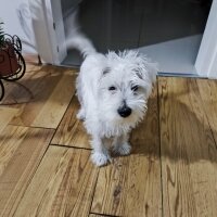 West Highland White Terrier, Köpek  Latte fotoğrafı