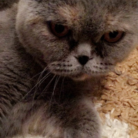 British Shorthair, Kedi  Bal fotoğrafı