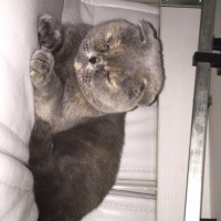 British Shorthair, Kedi  Bal fotoğrafı