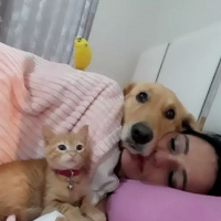 Golden Retriever, Köpek  Mina fotoğrafı