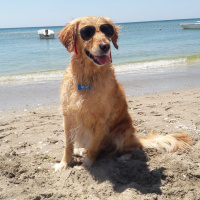 Golden Retriever, Köpek  Mina fotoğrafı