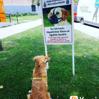 Golden Retriever, Köpek  Mina fotoğrafı