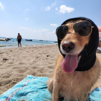 Golden Retriever, Köpek  Mina fotoğrafı