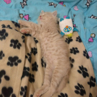 Sibirya Kedisi, Kedi  Bade fotoğrafı