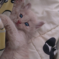 Sibirya Kedisi, Kedi  Bade fotoğrafı