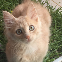 Sibirya Kedisi, Kedi  Bade fotoğrafı