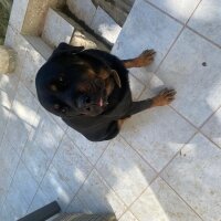 Rottweiler, Köpek  Lus fotoğrafı