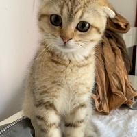 Scottish Fold, Kedi  Çita fotoğrafı