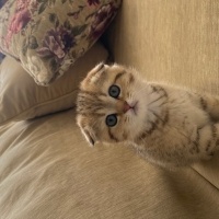 Scottish Fold, Kedi  Çita fotoğrafı