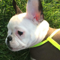 Fransız Bulldog, Köpek  BARBİ fotoğrafı