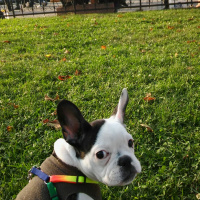 Fransız Bulldog, Köpek  BARBİ fotoğrafı