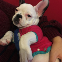 Fransız Bulldog, Köpek  BARBİ fotoğrafı
