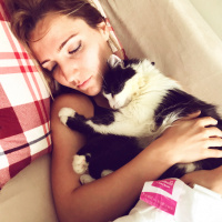 Tekir Kedi, Kedi  Misket fotoğrafı