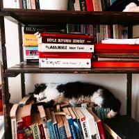 Tekir Kedi, Kedi  Misket fotoğrafı