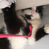 Tekir Kedi, Kedi  Misket fotoğrafı