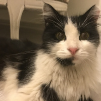 Tekir Kedi, Kedi  Misket fotoğrafı