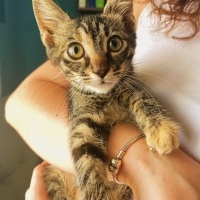 Tekir Kedi, Kedi  GIRGIR fotoğrafı