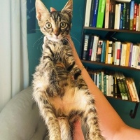 Tekir Kedi, Kedi  GIRGIR fotoğrafı