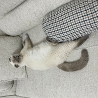 Scottish Fold, Kedi  Sütlaç fotoğrafı