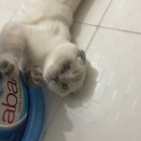 Scottish Fold, Kedi  Sütlaç fotoğrafı