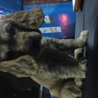 Amerikan Cocker Spaniel, Köpek  Misha fotoğrafı