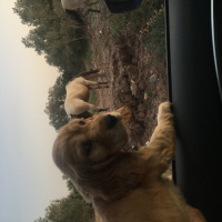 Amerikan Cocker Spaniel, Köpek  Misha fotoğrafı