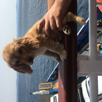 Amerikan Cocker Spaniel, Köpek  Misha fotoğrafı