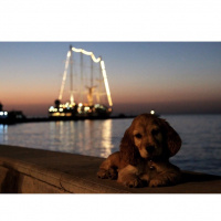 Amerikan Cocker Spaniel, Köpek  Misha fotoğrafı