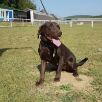 Labrador Retriever, Köpek  Baileys fotoğrafı