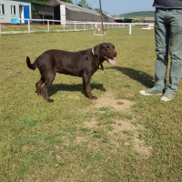Labrador Retriever, Köpek  Baileys fotoğrafı