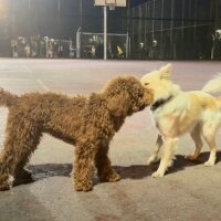 Poodle(Standart Kaniş), Köpek  Bella fotoğrafı