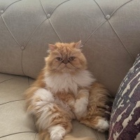 İran Kedisi (Persian), Kedi  Mia fotoğrafı