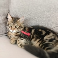 Tekir Kedi, Kedi  Mırmır fotoğrafı