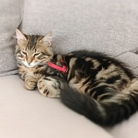 Tekir Kedi, Kedi  Mırmır fotoğrafı