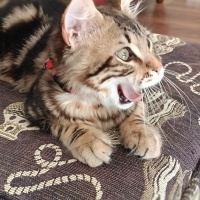 Tekir Kedi, Kedi  Mırmır fotoğrafı