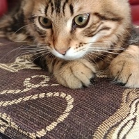 Tekir Kedi, Kedi  Mırmır fotoğrafı