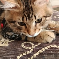 Tekir Kedi, Kedi  Mırmır fotoğrafı
