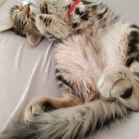 Tekir Kedi, Kedi  Mırmır fotoğrafı