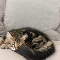 Tekir Kedi, Kedi  Mırmır fotoğrafı