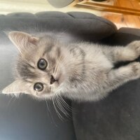 British Shorthair, Kedi  British shorthair ve longhair fotoğrafı