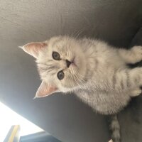 British Shorthair, Kedi  British shorthair ve longhair fotoğrafı