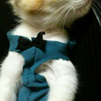 Tekir Kedi, Kedi  Hera fotoğrafı