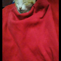 Tekir Kedi, Kedi  Hera fotoğrafı