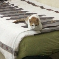 Tekir Kedi, Kedi  Hera fotoğrafı