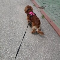 Amerikan Cocker Spaniel, Köpek  Zeplin fotoğrafı