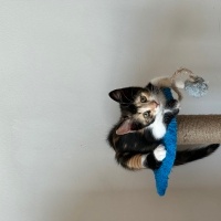Tekir Kedi, Kedi  Viki fotoğrafı