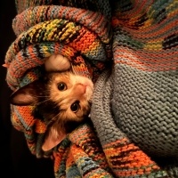 Tekir Kedi, Kedi  Viki fotoğrafı